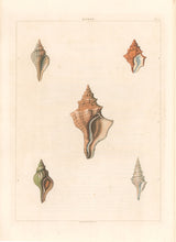 Load image into Gallery viewer, Clarke, John “Monoplex.” Plate 3.