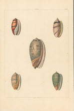 Load image into Gallery viewer, Clarke, John “Oliva.” Plate 41.