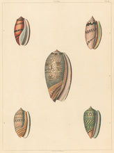 Load image into Gallery viewer, Clarke, John “Oliva.” Plate 41.