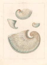 Load image into Gallery viewer, Clarke, John  “Argonauta.”  Plate 42.