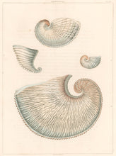 Load image into Gallery viewer, Clarke, John  “Argonauta.”  Plate 42.
