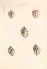 Load image into Gallery viewer, Clarke, John  “Haustrum.” Plate 44.