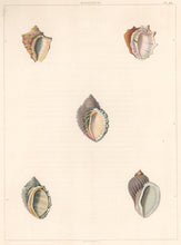 Load image into Gallery viewer, Clarke, John  “Haustrum.” Plate 44.
