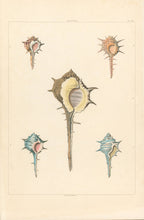 Load image into Gallery viewer, Clarke, John “Aranea.” Plate 46.