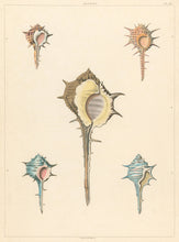 Load image into Gallery viewer, Clarke, John “Aranea.” Plate 46.