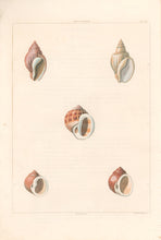 Load image into Gallery viewer, Clarke, John  “Buccinum; Natica.”  Plate 48.