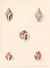 Load image into Gallery viewer, Clarke, John  “Buccinum; Natica.”  Plate 48.