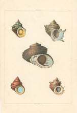 Load image into Gallery viewer, Clarke, John  “Turbo.”  Plate 49.