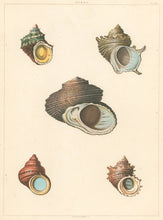 Load image into Gallery viewer, Clarke, John  “Turbo.”  Plate 49.