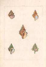 Load image into Gallery viewer, Clarke, John  “Biplex.”  Plate 4.
