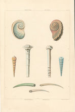 Load image into Gallery viewer, Clarke, John  “Haliotis; Aquiaria; Orthoceras; Dentalia.” Plate 52.