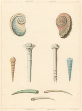 Load image into Gallery viewer, Clarke, John  “Haliotis; Aquiaria; Orthoceras; Dentalia.” Plate 52.