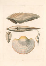 Load image into Gallery viewer, Clarke, John “Pholas; Mya.” Plate 56.