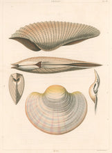 Load image into Gallery viewer, Clarke, John “Pholas; Mya.” Plate 56.