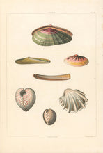 Load image into Gallery viewer, Clarke, John “Solen; Cardium.” Plate 57.