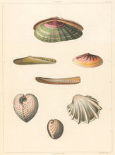 Load image into Gallery viewer, Clarke, John “Solen; Cardium.” Plate 57.