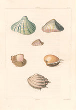 Load image into Gallery viewer, Clarke, John  “Donax; Venus.” Plate 58.