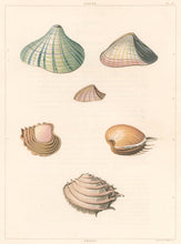 Load image into Gallery viewer, Clarke, John  “Donax; Venus.” Plate 58.