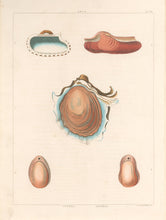 Load image into Gallery viewer, Clarke, John  “Arca; Ostrea; Anomia.” Plate 60.
