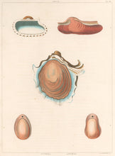 Load image into Gallery viewer, Clarke, John  “Arca; Ostrea; Anomia.” Plate 60.