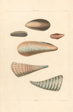 Load image into Gallery viewer, Clarke, John  “Mytilus; Pinna.” Plate 61.