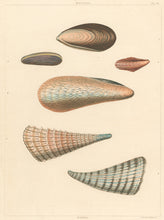 Load image into Gallery viewer, Clarke, John  “Mytilus; Pinna.” Plate 61.