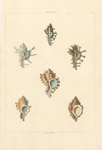 Load image into Gallery viewer, Clarke, John  “Hexaplex.”  Plate 8.