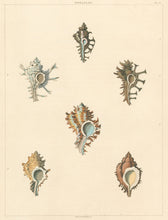 Load image into Gallery viewer, Clarke, John  “Hexaplex.”  Plate 8.