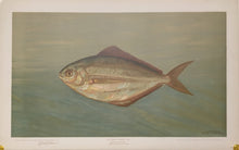Load image into Gallery viewer, Petrie, J.L.  &quot;The Dollar or Butter Fish.&quot;
