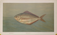 Load image into Gallery viewer, Petrie, J.L. "The Dollar or Butter Fish."
