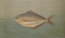 Load image into Gallery viewer, Petrie, J.L. "The Dollar or Butter Fish."