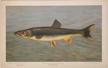 Load image into Gallery viewer, Petrie, J.L. "The Sacramento Pike, Squaw's-fish or Yellow belly."