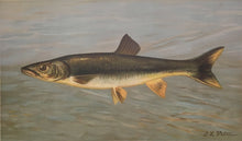 Load image into Gallery viewer, Petrie, J.L. "The Sacramento Pike, Squaw's-fish or Yellow belly."