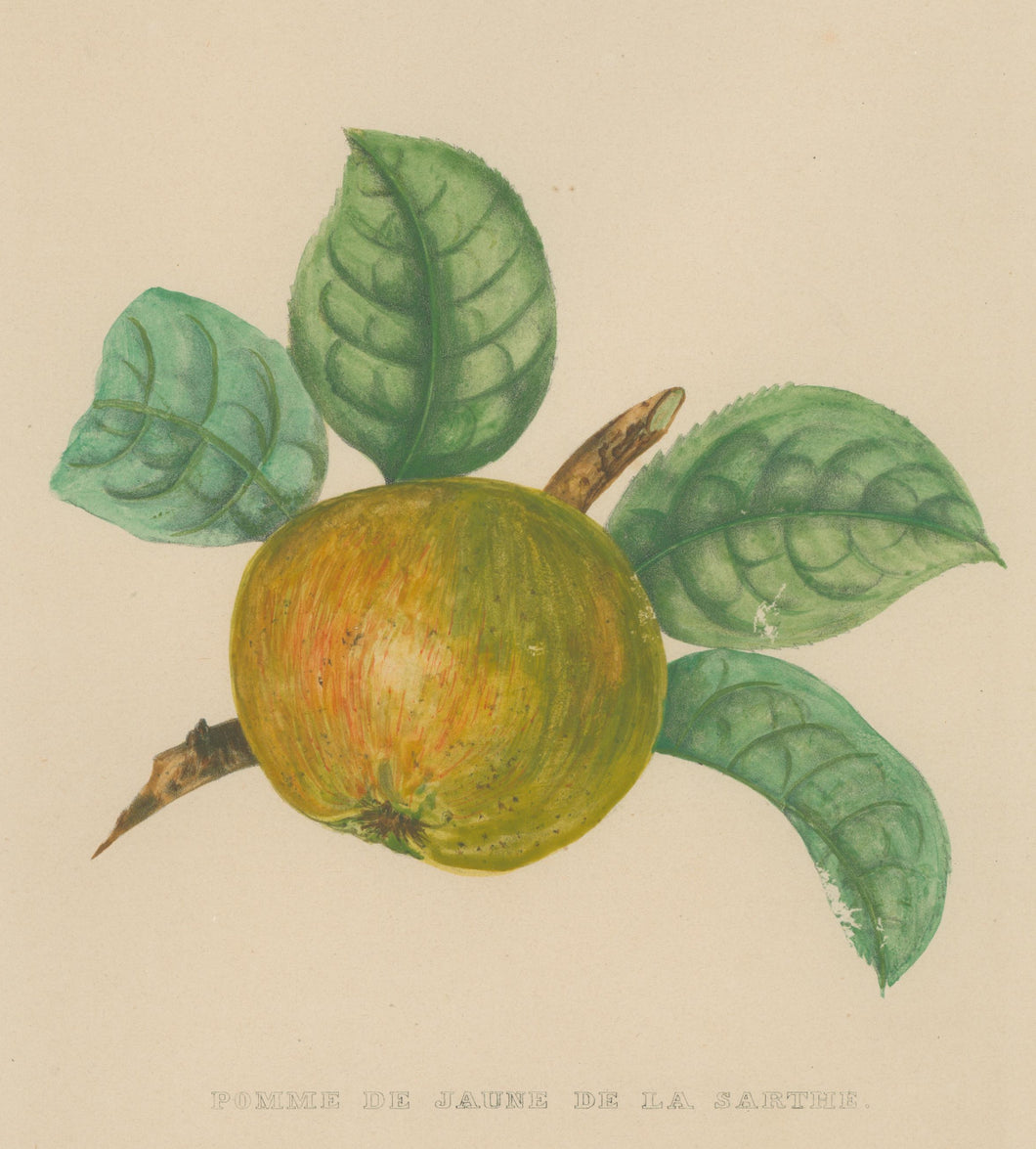 Bivort, Alexandre Joseph Désiré  “Pomme de Jaune de La Sarthe.” From 