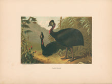 Load image into Gallery viewer, Prang, Louis. “Cassowary.”
