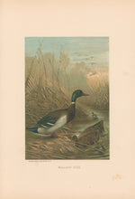 Load image into Gallery viewer, Prang, Louis. “Mallard Duck.”