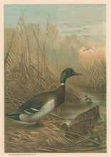 Load image into Gallery viewer, Prang, Louis. “Mallard Duck.”