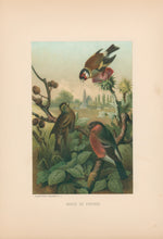 Load image into Gallery viewer, Prang, Louis. “Group of Finches.”