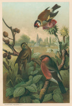 Load image into Gallery viewer, Prang, Louis. “Group of Finches.”