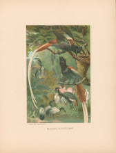 Load image into Gallery viewer, Prang, Louis.  “Paradise Flycatchers.”