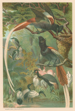 Load image into Gallery viewer, Prang, Louis.  “Paradise Flycatchers.”