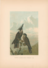 Load image into Gallery viewer, Prang, Louis.  “Linden’s Helmet-Crested Humming Bird.”