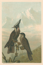 Load image into Gallery viewer, Prang, Louis.  “Linden’s Helmet-Crested Humming Bird.”