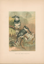 Load image into Gallery viewer, Prang, Louis.  “Black and White Kingfisher.”