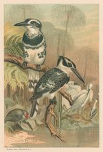 Load image into Gallery viewer, Prang, Louis.  “Black and White Kingfisher.”