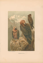 Load image into Gallery viewer, Prang, Louis. “Lammergeyer.”