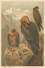 Load image into Gallery viewer, Prang, Louis. “Lammergeyer.”