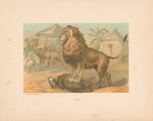 Load image into Gallery viewer, Prang, Louis. “Lion.”