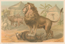 Load image into Gallery viewer, Prang, Louis. “Lion.”