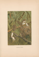 Load image into Gallery viewer, Prang, Louis. “Harvest Mouse.”